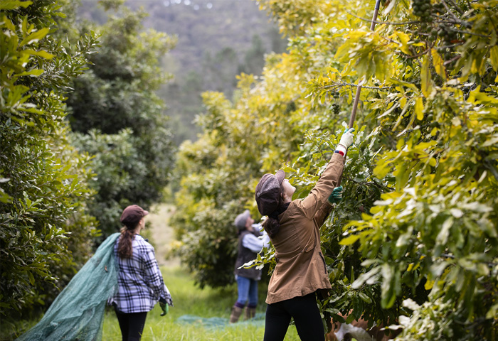 Macadamia-nuts-are-good-for-your-health