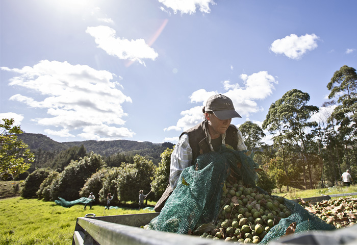 The-Orchard-Macadamia-Nuts